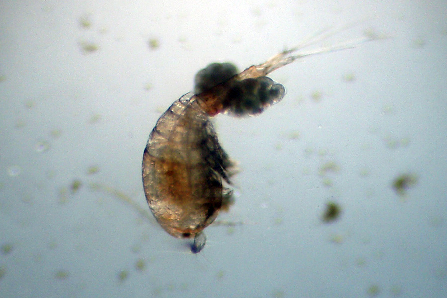 Mamma Copepoda